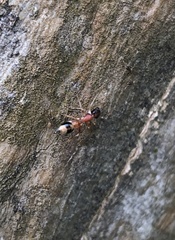 Myrmarachne formosicola