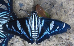 Jemadia hewitsonii