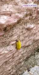 Lepidoptera