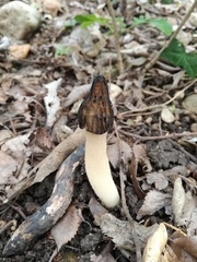 Morchella semilibera