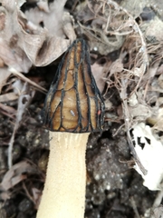 Morchella semilibera