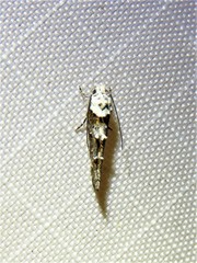 Mompha murtfeldtella