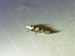 Mompha murtfeldtella