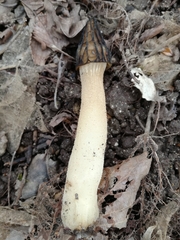 Morchella semilibera