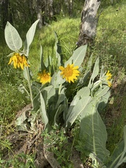 Wyethia helenioides