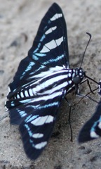 Jemadia hewitsonii