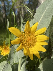 Wyethia helenioides