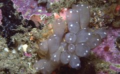 Clavelina pseudobaudinensis