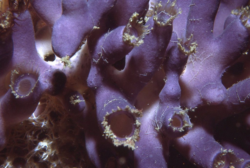 Calcarea Examples