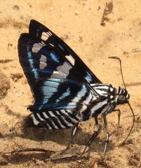 Jemadia hewitsonii