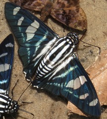 Jemadia hospita