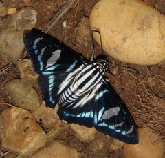 Jemadia hospita