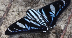 Jemadia hospita