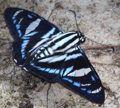 Jemadia hospita