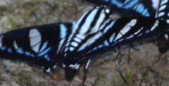 Jemadia hospita