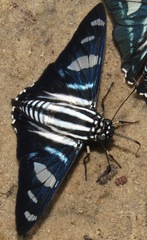 Jemadia