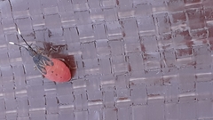 Pentatomomorpha