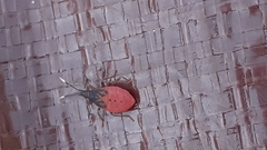 Pentatomomorpha