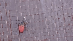 Pentatomomorpha