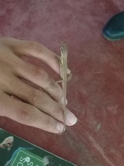 Anolis auratus