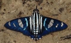 Jemadia