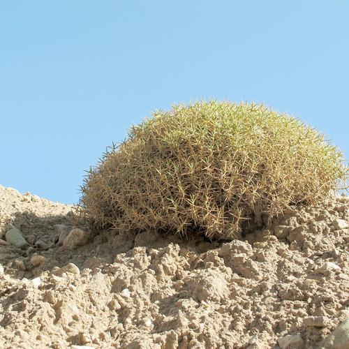 Hedgehog Prickly Thrift (Acantholimon erinaceum)