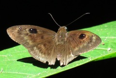 Morvina morvus