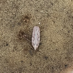 Depressaria daucella