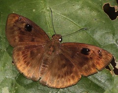 Morvina morvus