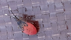 Pentatomomorpha