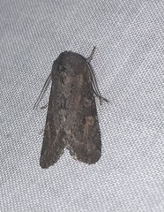 Lithophane pertorrida