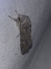 Lithophane pertorrida