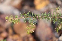 Acacia brownii