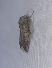 Lithophane pertorrida