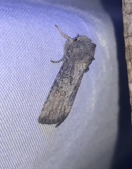 Lithophane pertorrida