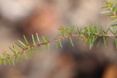 Acacia brownii