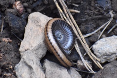 Californiulus yosemitensis