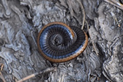 Californiulus yosemitensis