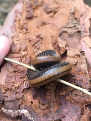 Californiulus yosemitensis