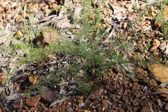 Acacia brownii