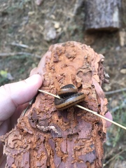 Californiulus yosemitensis