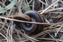 Californiulus yosemitensis