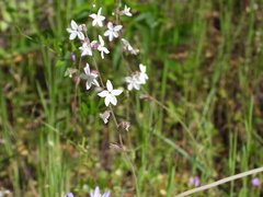 Lithophragma bolanderi