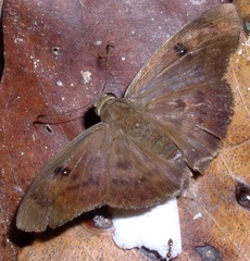 Myrinia catua