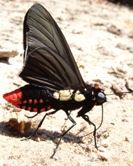 Mysarbia sejanus