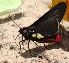 Mysarbia sejanus