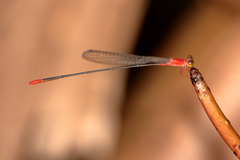 Teinobasis rufithorax