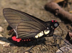 Mysarbia sejanus