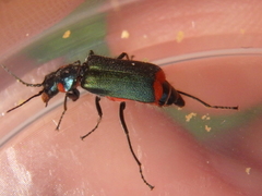 Malachius stolatus