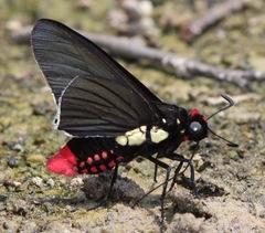 Mysarbia sejanus